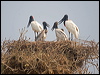 jabiru_206626