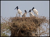 jabiru_206635