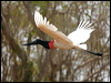 jabiru_206653