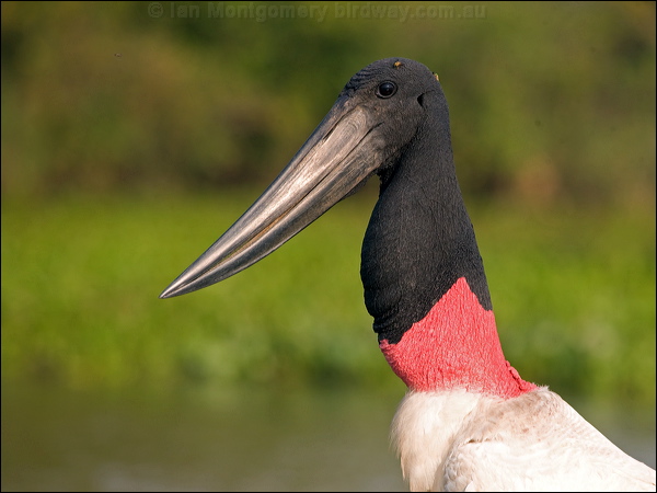 Jabiru jabiru_202551.psd