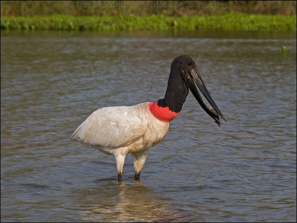 Jabiru jabiru_202572.psd