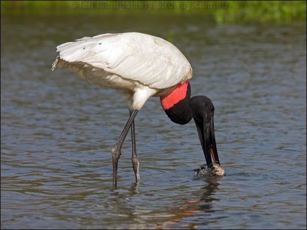 Jabiru jabiru_202583.psd