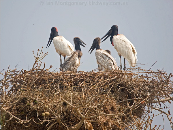 Jabiru jabiru_206626.psd