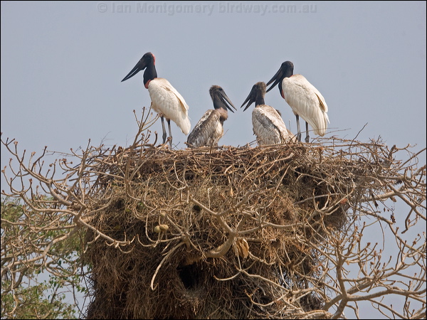 Jabiru jabiru_206635.psd