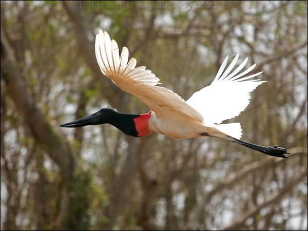 Jabiru jabiru_206653.psd