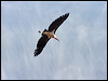 marabou_stork_s6108