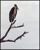 Click here to enter gallery and see photos of Marabou Stork