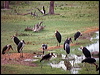marabou_stork_s6110