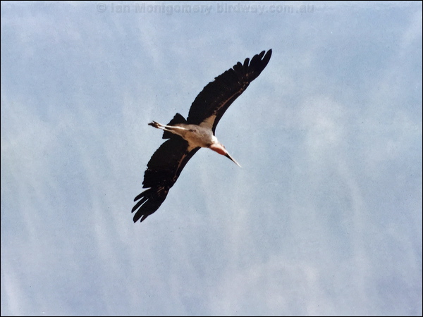 Marabou Stork marabou_stork_s6108.jpg