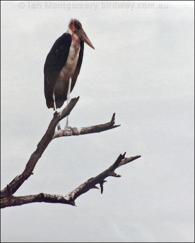 Marabou Stork marabou_stork_s6109.jpg