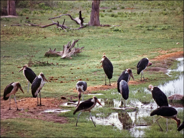 Marabou Stork marabou_stork_s6110.jpg