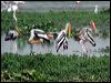 Click here to enter gallery and see photos of Painted Stork