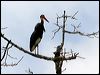 storms_stork_49872