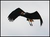 storms_stork_49887