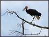 storms_stork_49892