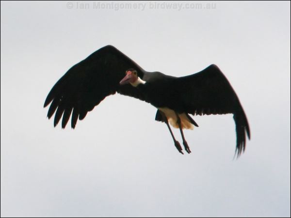 Storm's Stork storms_stork_49887.psd