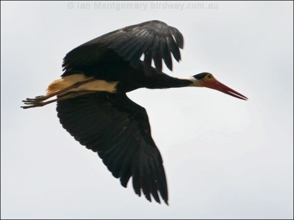 Storm's Stork storms_stork_49889.psd