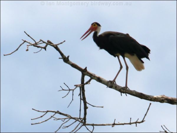 Storm's Stork storms_stork_49892.psd