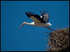 white_stork_162336