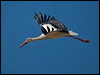 white_stork_162341