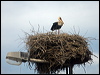 white_stork_170009