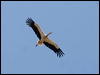 white_stork_52972