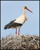 white_stork_53079