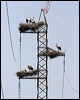 white_stork_54029