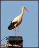 white_stork_54397