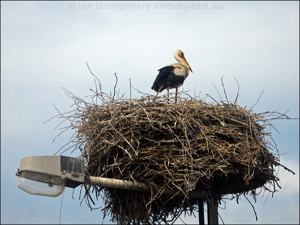 White Stork white_stork_170009.psd