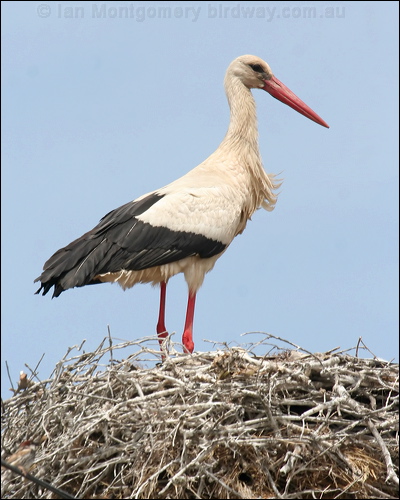 White Stork white_stork_53079.psd