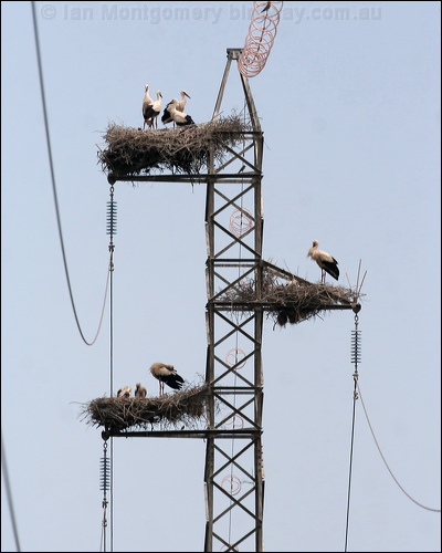 White Stork white_stork_54029.psd