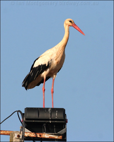 White Stork white_stork_54397.psd