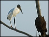 wood_stork_202030