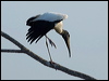 wood_stork_202032