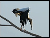 wood_stork_202033