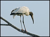 Click here to enter gallery and see photos of Wood Stork