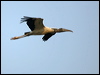 wood_stork_203416