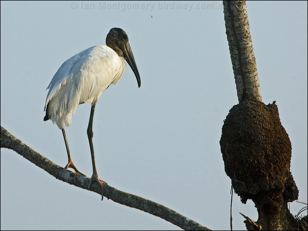 Wood Stork wood_stork_202030.psd