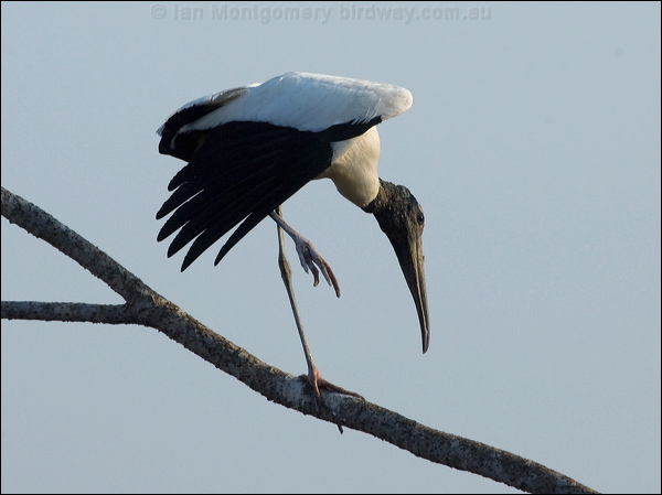 Wood Stork wood_stork_202032.psd