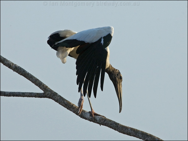 Wood Stork wood_stork_202033.psd