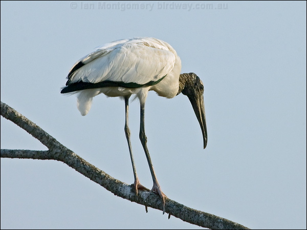 Wood Stork wood_stork_202034.psd