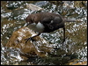 white_throat_dipper_144390