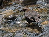 white_throat_dipper_144459