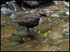 white_throat_dipper_144475