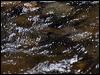 white_throat_dipper_144487