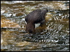 white_throat_dipper_144541
