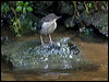 white_throat_dipper_144572