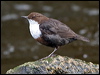 white_throat_dipper_144643