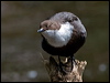 white_throat_dipper_144722